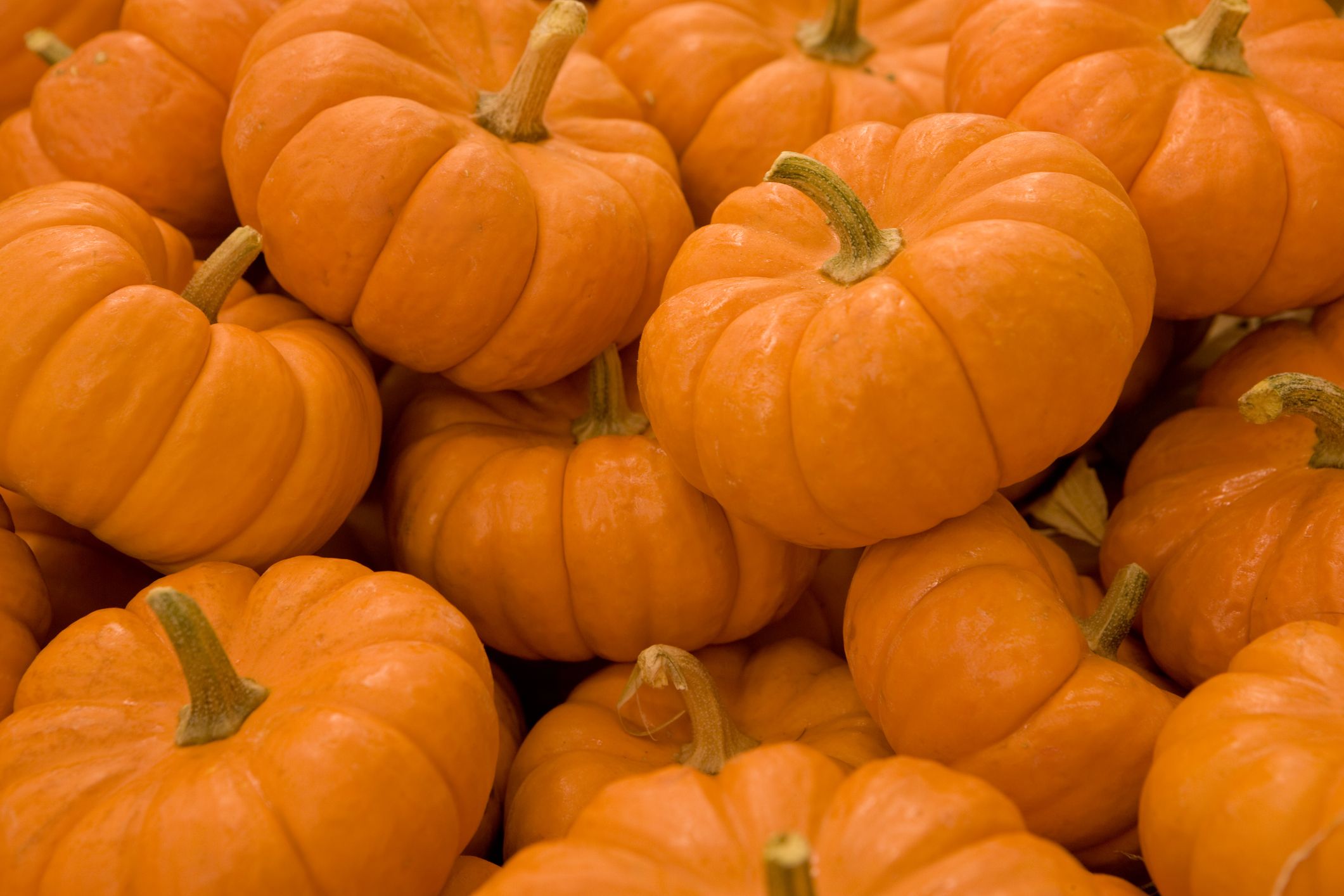 Pumpkins Aplenty