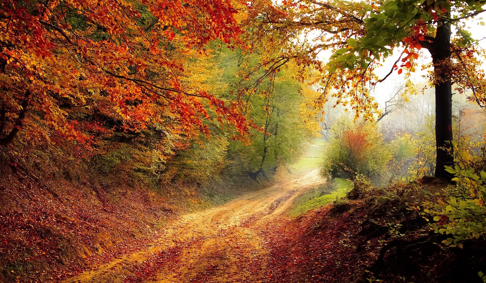 A country road in the Fall - Ginger-Soy Braised Short Rib Tots