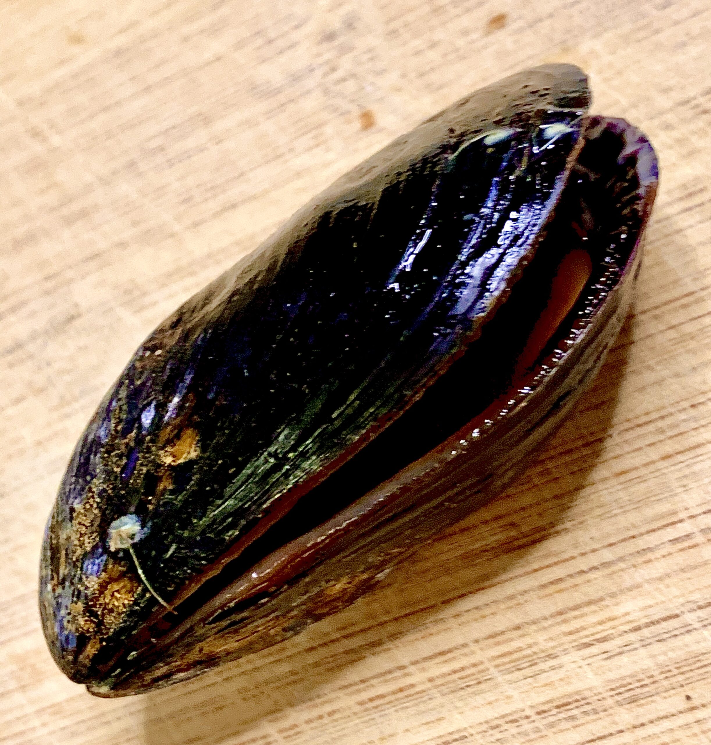 A fresh Mussel that is open prior to cooking - Disney Dishes New York Cider Braised Mussels from The Turf Club Bar & Grill